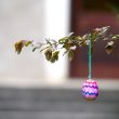 Header image for: Germany's Easter Egg Trees: A Symbol of Renewal